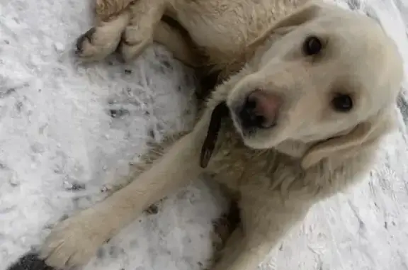 Найдена собака, Нальчик, фото: Золотистый ретривер найден: ул. Пушкина, Нальчик