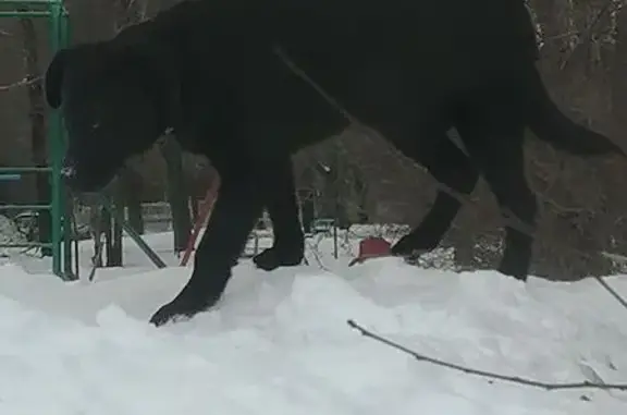 Найдена собака, Оренбург, фото: Найдена собака, Народная ул. 6, Оренбург