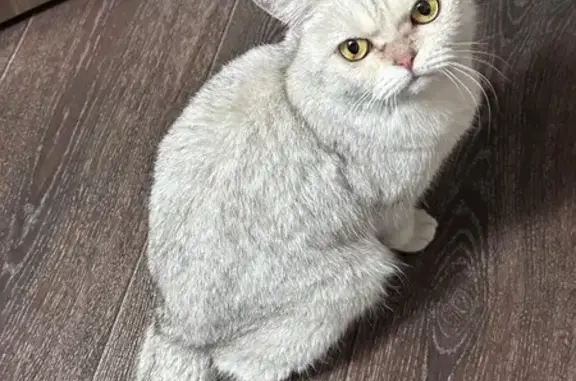 Найдена кошка, Оренбург, фото: Кошка найдена: Театральная, 37, Оренбург