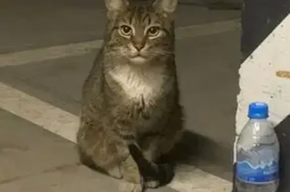 Найдена кошка, Красногорск, фото: Кошка найдена на паркинге, МО, д. 58