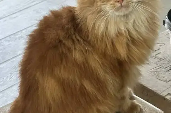 Пропала кошка, Луговая 56, Сальск - photo