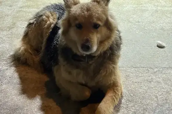 Найдена собака, Нижний Новгород, фото: Собака найдена: ул. Дружбы, Нижний Новгород