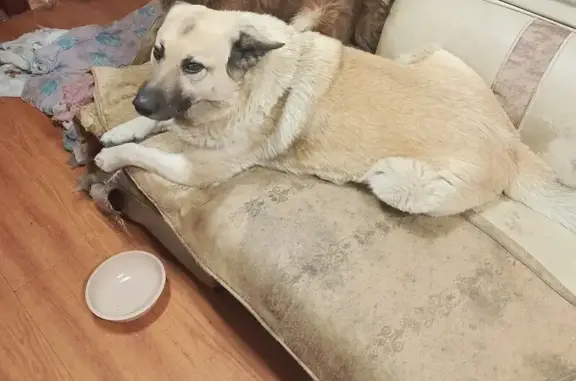 Пропала собака, ул. Лобачевского, Иркутск - photo