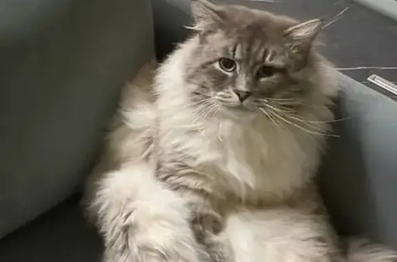 Пропала кошка в Ямкино, МО - photo