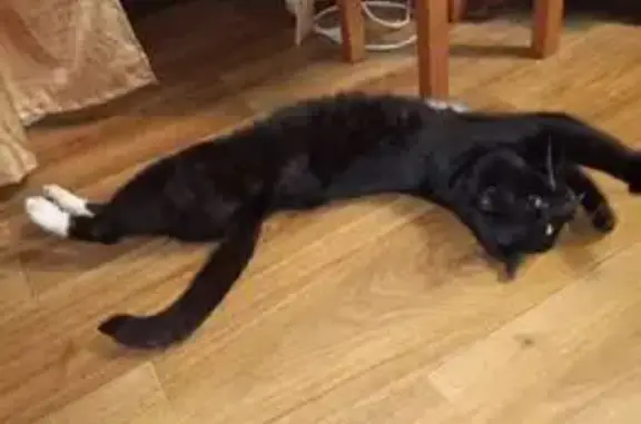 Пропала кошка, Уральский пер., Балашов - photo