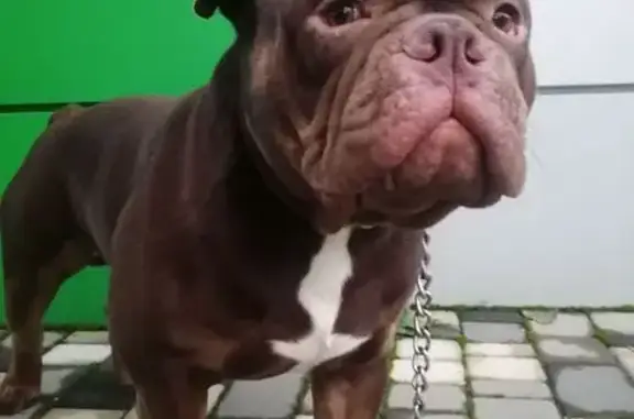 Пропала собака, ул. Калараша 7Б, Туапсе - photo