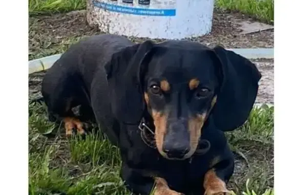 Пропала такса, Шуя — Клетино — Понькино - photo