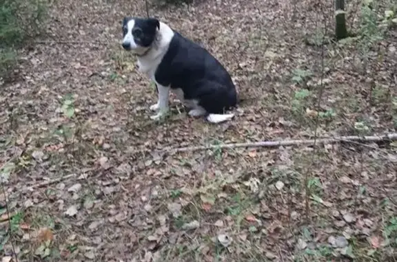 Пропала собака в СНТ ЯГОДКА, Голицыно МО - photo