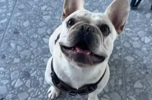 Пропала собака, ул. Калараша 157, Туапсе - photo