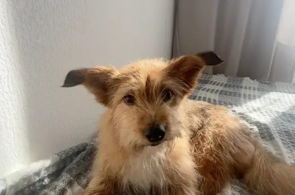 Пропала собака, ул. Порошина 37, Кировград - photo