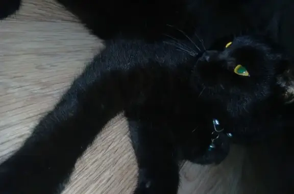 Пропала чёрная кошка, Ясная ул., 4 - photo