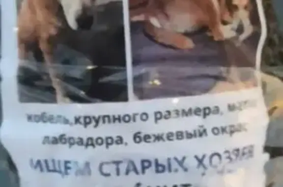 Найдена собака, Москва, фото: Собака найдена, ул. Конёнкова, Москва