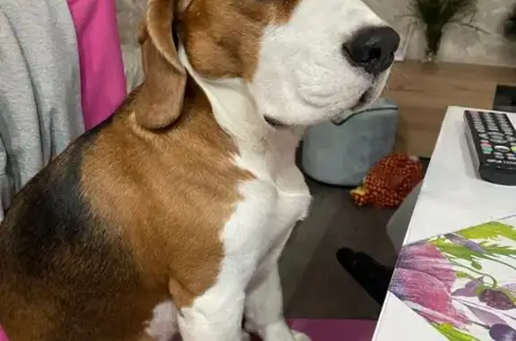 Пропала собака, Смоленская область - photo