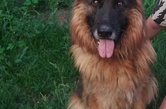 Пропала собака Гера, Оренбург, Пойменная 10 - photo