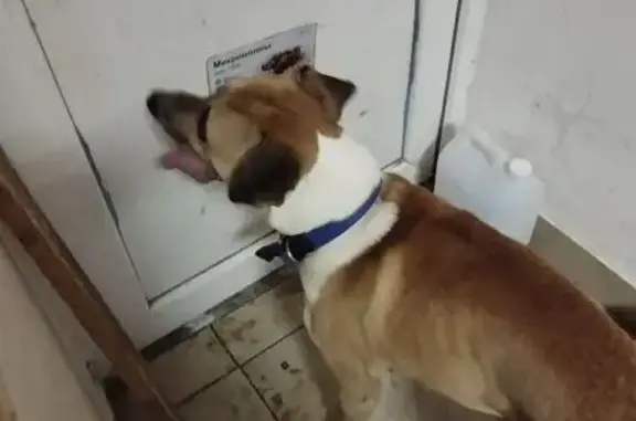 Найдена собака, Ставрополь, фото: Собака найдена: ул. 50 лет ВЛКСМ, 81/1