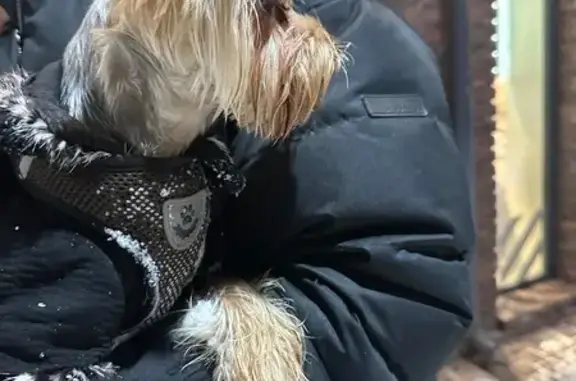 Найдена собака, Северодвинск, фото: Найдена собака, ул. Карла Маркса, 41 с1