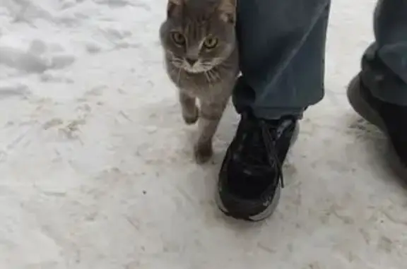 Найдена кошка, Йошкар-Ола, фото: Кошка найдена у подъезда на Йывана Кырли