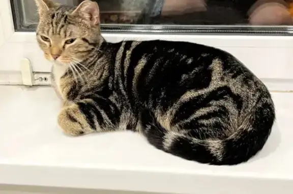 Найденные животные Тюмень, фото: Кошка найдена на Велижанской, Тюмень