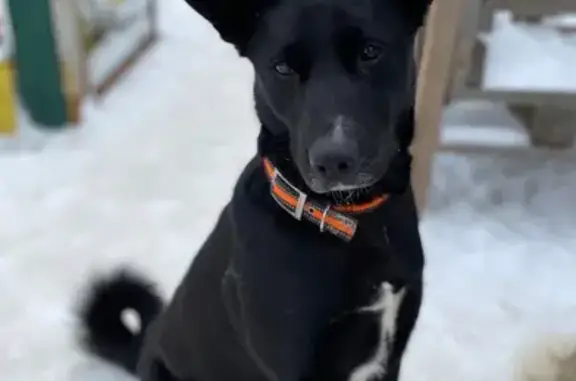 Найдена собака, Нижнекамск, фото: Собака найдена в Нижнекамске, Татарстан