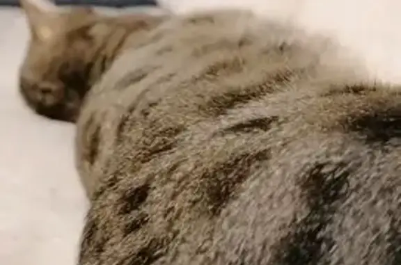 Пропала кошка, ул. Восстания, 93А, Казань - photo