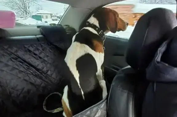 Найдена собака, Меленки, фото: Найдена собака, ул. 1 Мая, 42, Меленки