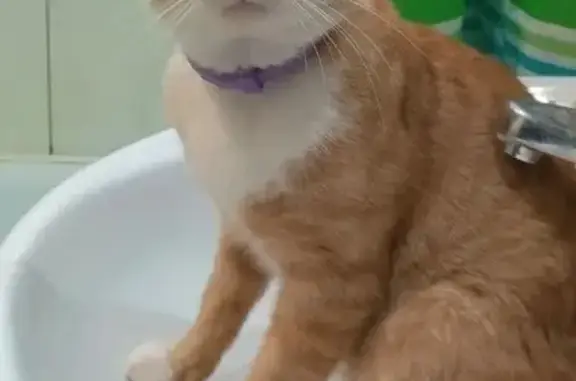 Пропала кошка на 2-й Болотной, 31, Шуя - photo