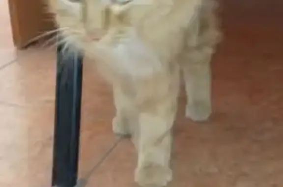 Найденные животные Ростов-на-Дону, фото: Кот найден: 2-я Краснодарская ул, 94, Ростов-на-Дону