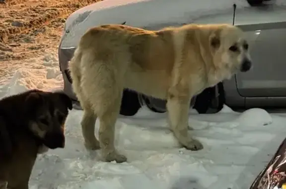 Найдена собака, Вологда, фото: Алабай найдена: Окружное шоссе, 26, Вологда