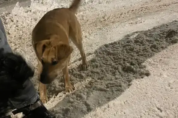 Найдена собака, Рыбное, фото: Найдена собака, Рыбное, 46Н-01112