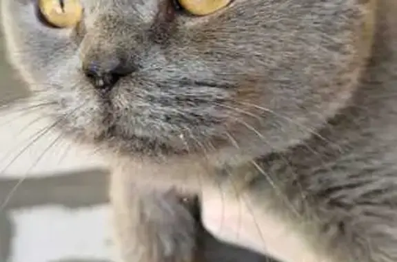 Найдена кошка, Орёл, фото: Найдена серая кошка, Нижняя Калиновка