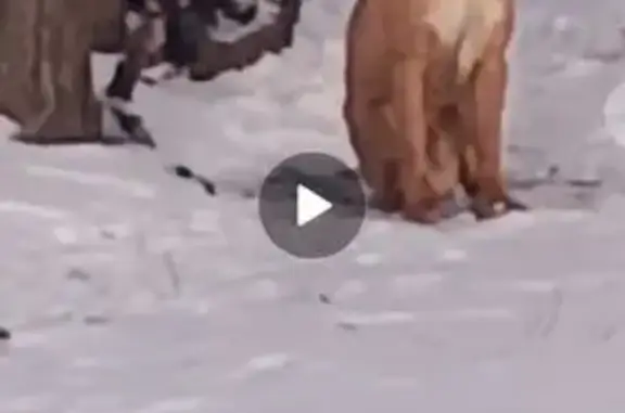 Найдена собака, Щепкинское, фото: Найдена собака у склада Вайлдберриз 60К-5