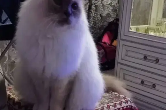 Пропала кошка, ул. Крупской, Лебедянь - photo