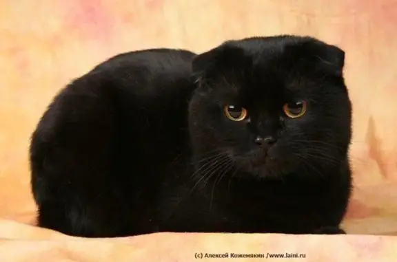 Пропала кошка на Достоевского, 37, Орёл - photo