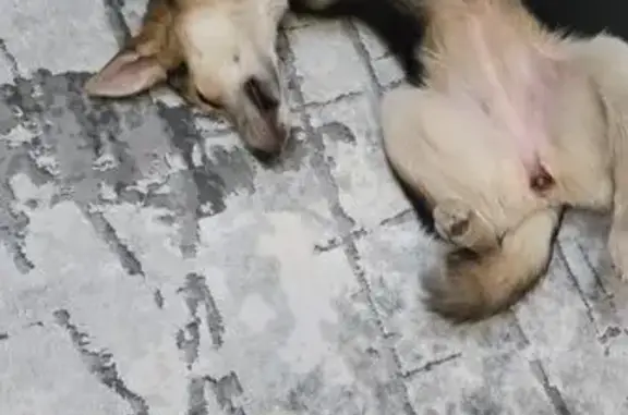 Собака найдена на ул. Молодцов...