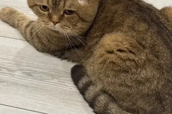 Кошка найдена: Краснодар, ул. Спокойный, 22 - photo