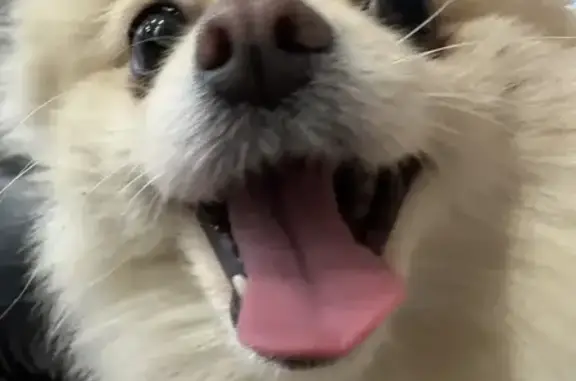 Пропала собака на Июньской улице, Буньково - photo