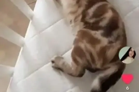 Пропала кошка, Подгорная 10, Михайловка - photo