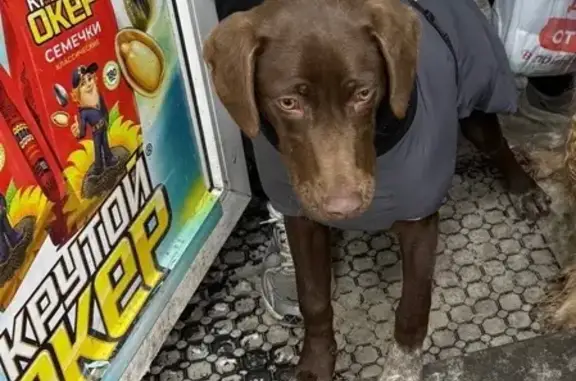 Ласковый пёс найден: Шаповалов...