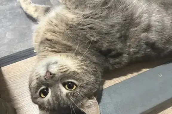 Найдена кошка, Чернуха, фото: Кошка найдена: Школьная 19А/2, Чернуха