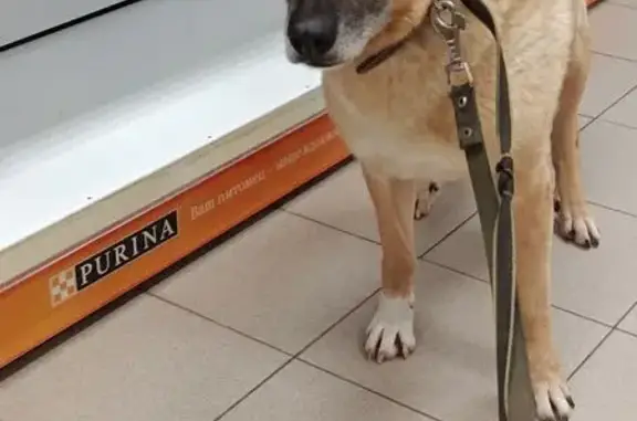 Собака найдена у ЖК КУРС, Петр...