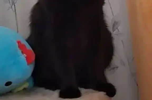 Пропала кошка у жд станции Тамань А-290 - photo