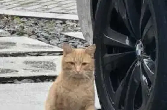 Пропал котик Ричи, Петропавловская 8 - photo