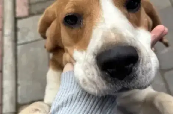 Пропала собака, ул. Врача Попова, Чердаклы - photo