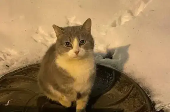 Найдена кошка, Санкт-Петербург, фото: Кошка найдена, ул. Капитана Воронина, СПб