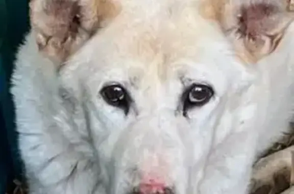 Пропала собака на Овражной 34, Ульяновск - photo