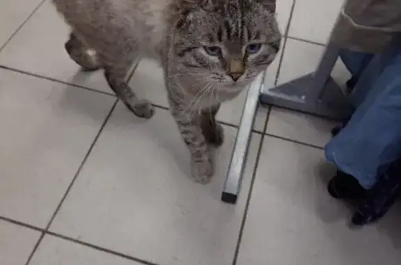 Найдена кошка, Кострома, фото: Кошка найдена: Кинешемское шоссе, 37