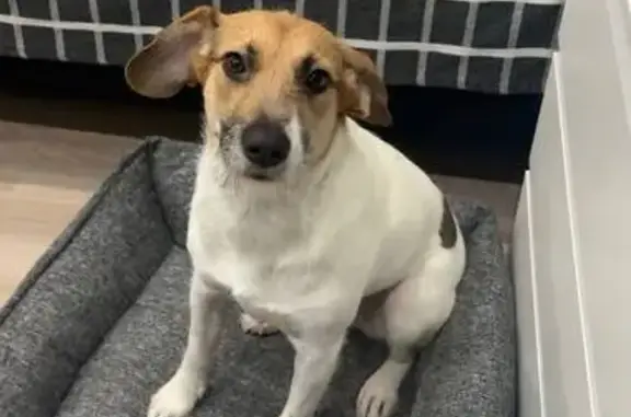 Пропала собака, ул. Зворыкина, Сколково - photo