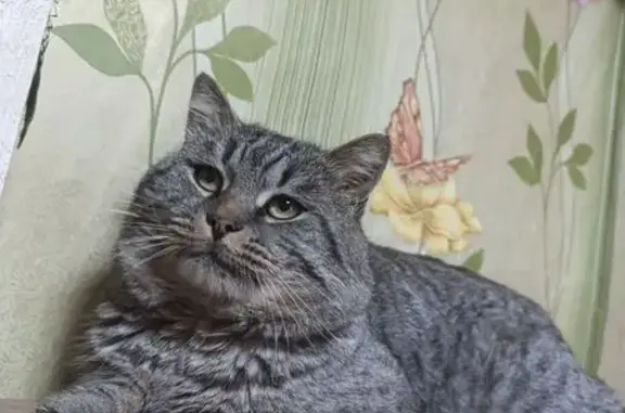 Пропала кошка, Курск, Верхняя Казацкая 46 - photo