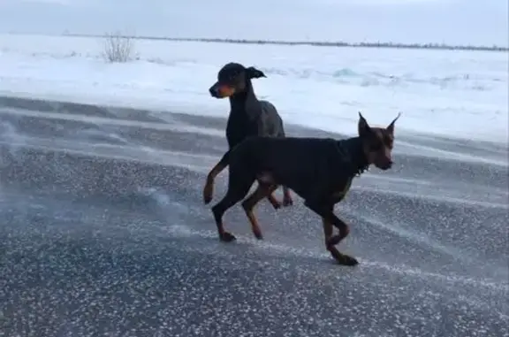 Объявления о пропавших и найденных животных, Анапа, фото: Пропали доберманы у села Ивановка, Сакский район