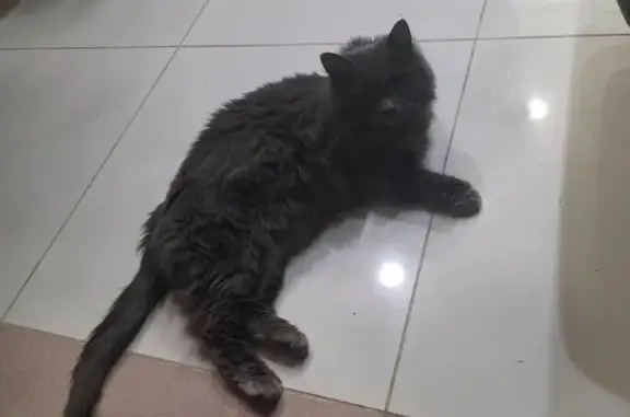 Кошки потеряшки, Ближняя Игуменка, фото: Потеряшка серый котик на Октябрьской улице